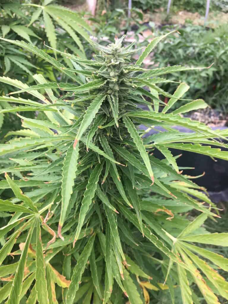 Mi5 Seeded Cannabis