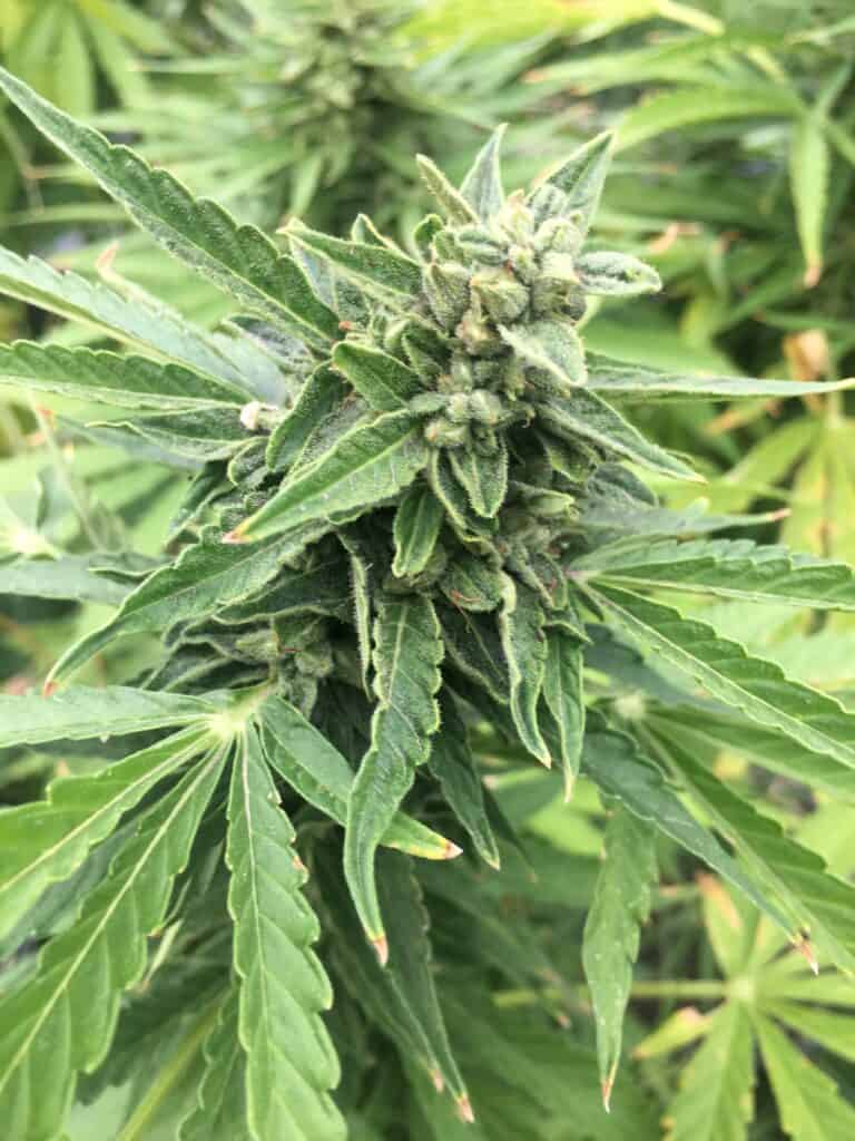 Mi5 Seeded Cannabis Bud