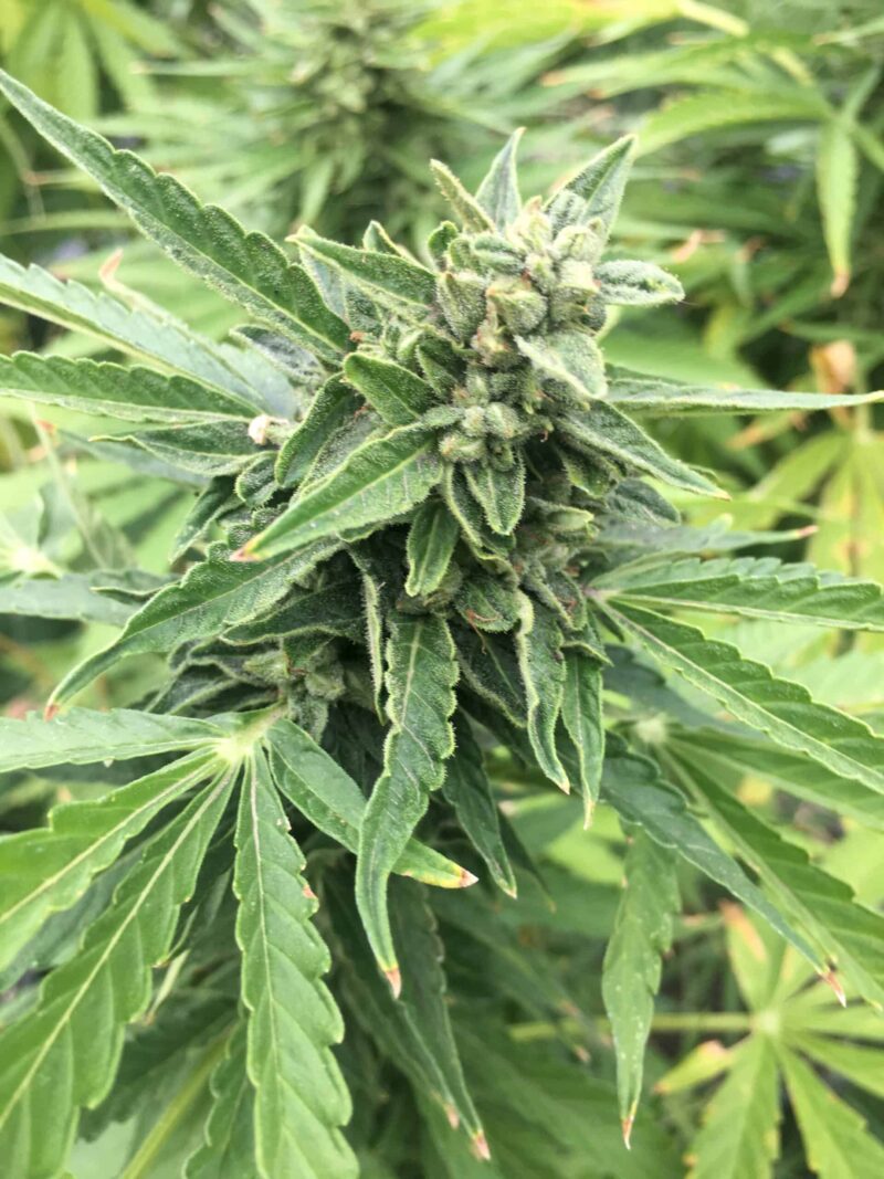 Mi5 Seeded Cannabis Bud
