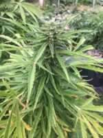 Mi5 Seeded Cannabis