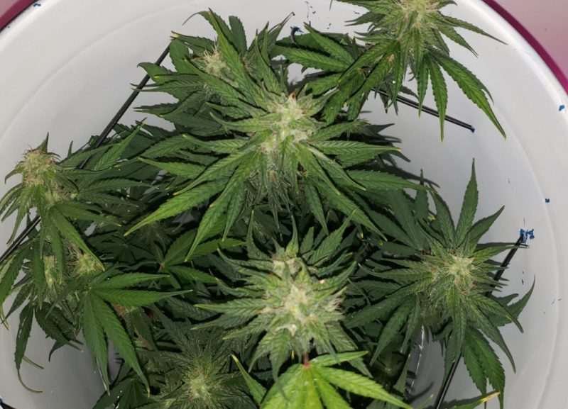 Frosty Plants From the Free Seed Offer