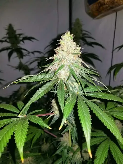 Bud from free seed offer