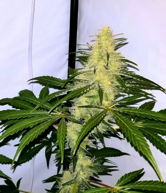 Santa Marta Colombian Gold