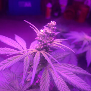 Santa Marta Colombia Gold Cannabis Male