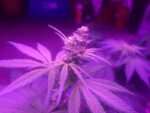 Santa Marta Colombia Gold Cannabis Male
