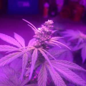 Santa Marta Colombia Gold Cannabis Male