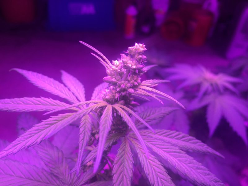 Santa Marta Colombia Gold Cannabis Male