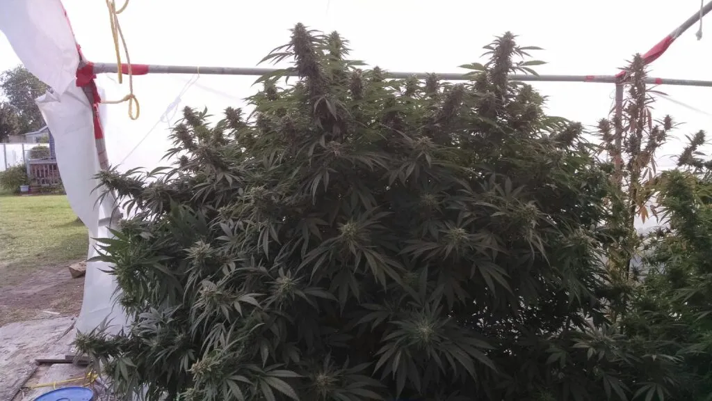 The Big Cannabis Strain