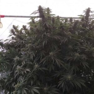 The Big Cannabis Strain
