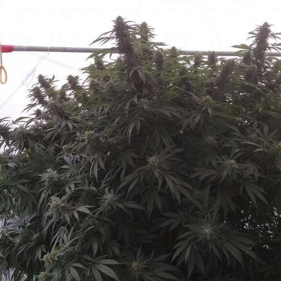 The Big Cannabis Strain
