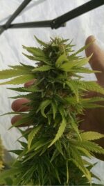 The Big Cannabis