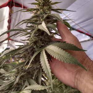 The Big Cannabis Bud