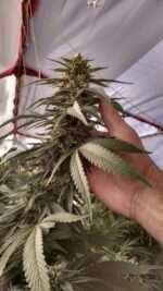 The Big Cannabis Bud