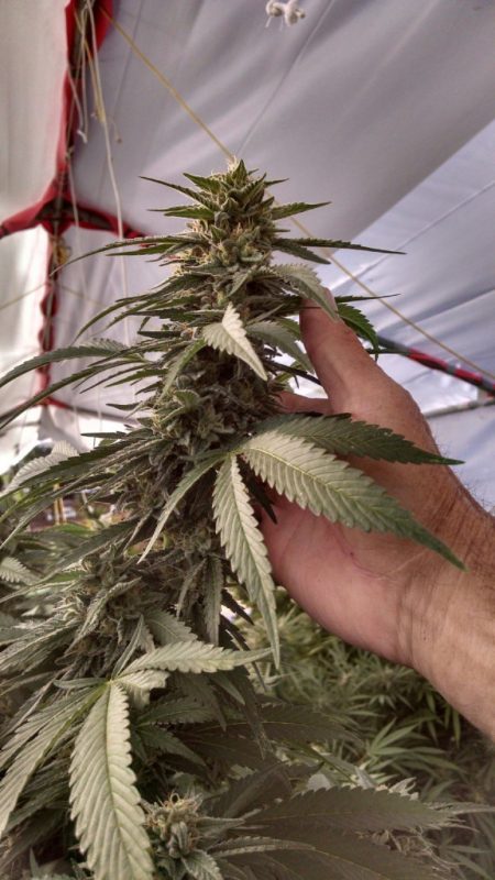 The Big Cannabis Bud