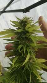 The Big Cannabis