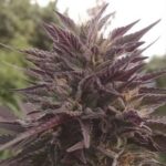 The Black Cannabis Strain