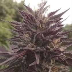 The Black Cannabis Strain