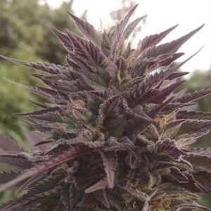 The Black Cannabis Strain