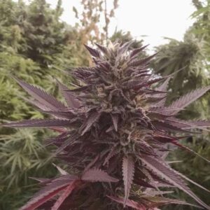 The Black Cannabis