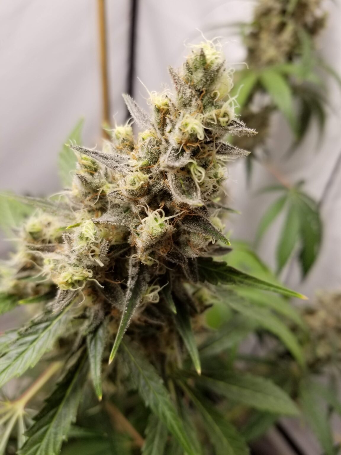 Free Cannabis Seed Bud