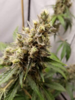 Free Cannabis Seed Bud