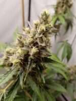 Free Cannabis Seed Bud