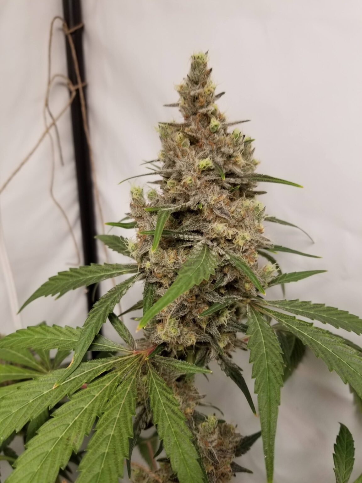 Free Cannabis Seed Bud