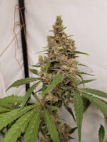 Free Cannabis Seed Bud