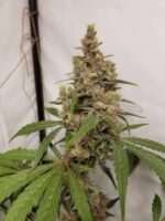 Free Cannabis Seed Bud