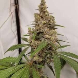 Free Cannabis Seed Bud