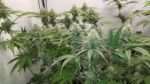 Free Cannabis Seed Grow