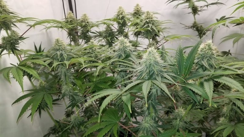 Free Cannabis Seed Grow
