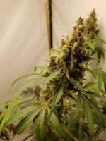 Kona Gold X Lebanese