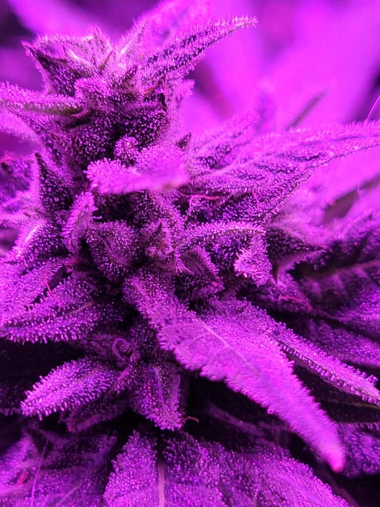 Black and Blue X Santa Marta Colombian Gold