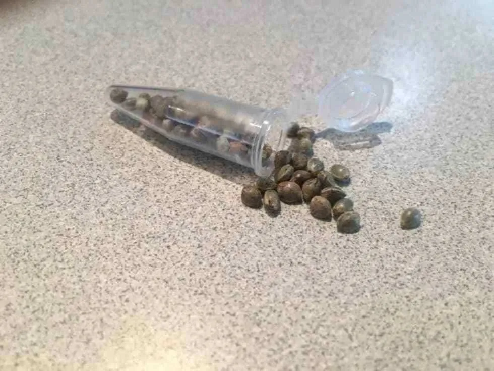 Free Cannabis Seed Order