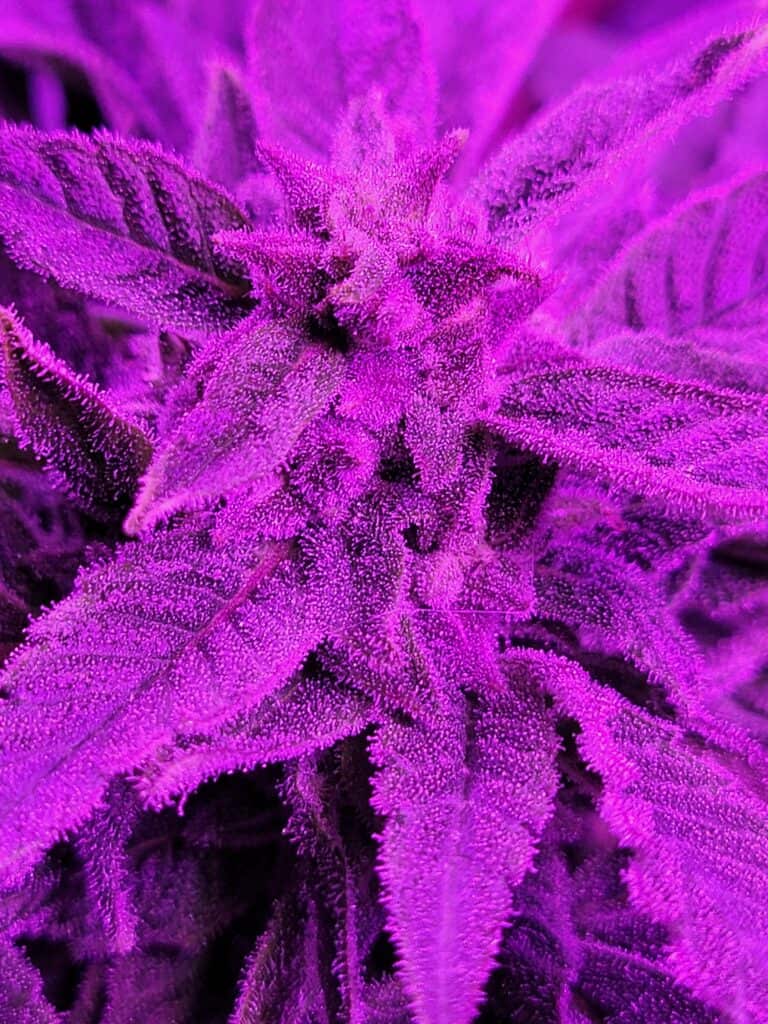 Jedi Glue X Santa Marta Colombian Gold