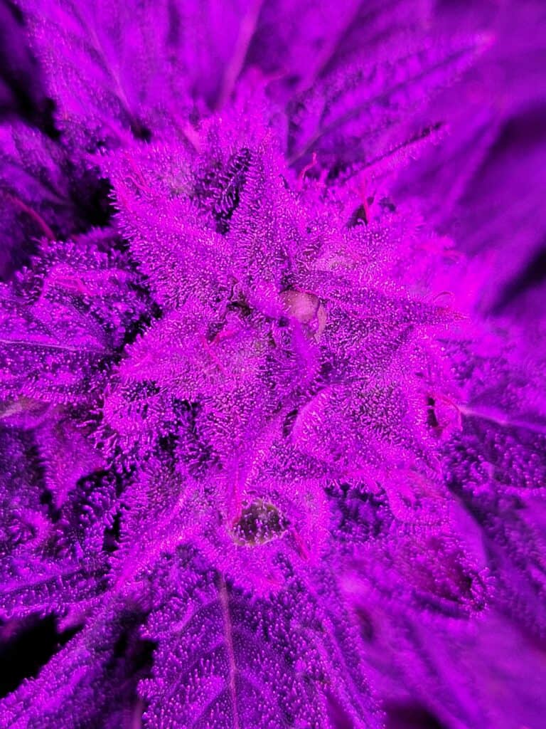 OG Kush X Santa Marta Colombian Gold