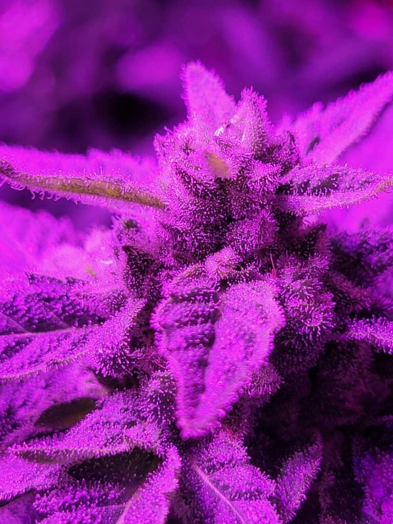 Shock Trauma X Santa Marta Colombian Gold
