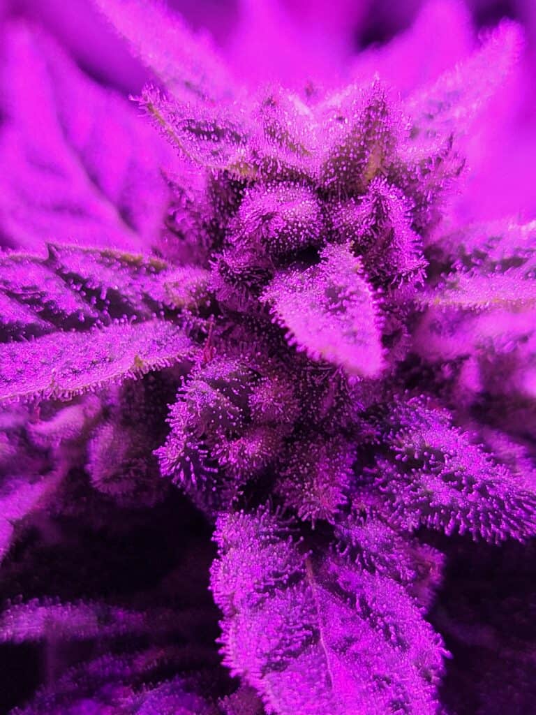 Sour Plums X Santa Marta Colombian Gold