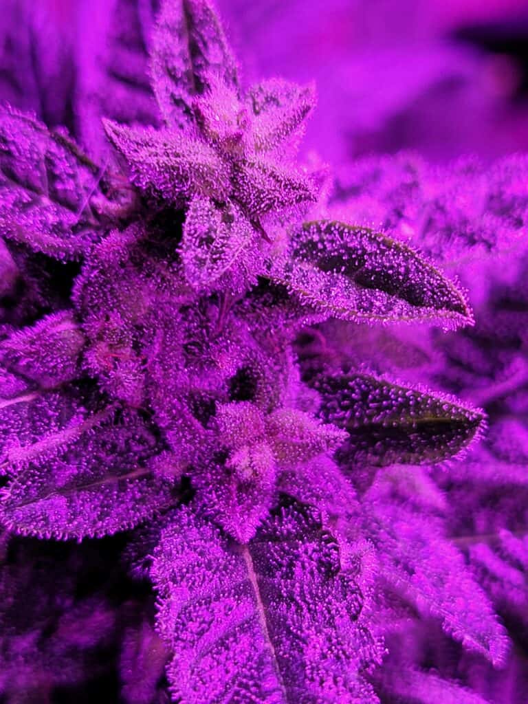 Sugar Haze X Santa Marta Colombian Gold