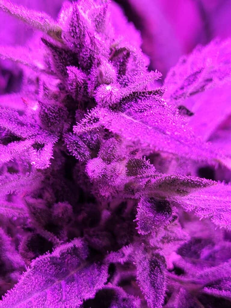 The Force X Santa Marta Colombian Gold