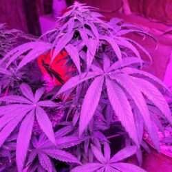 The Real Santa Marta Colombian Gold?