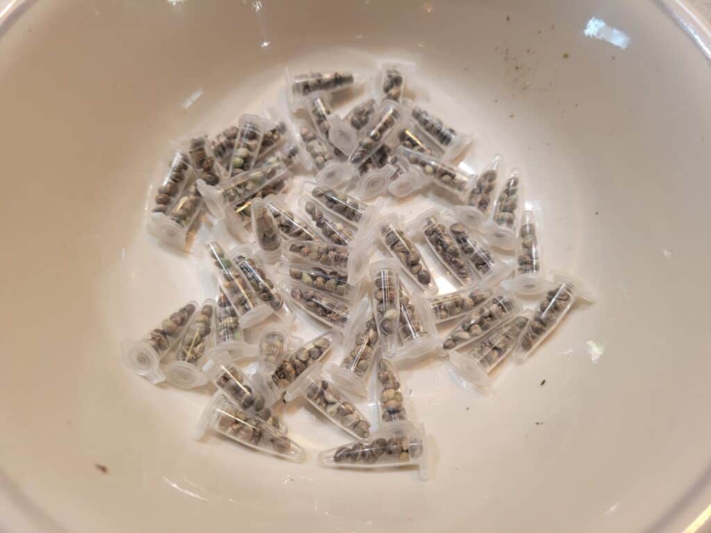 Free Hybrid Cannabis Seeds