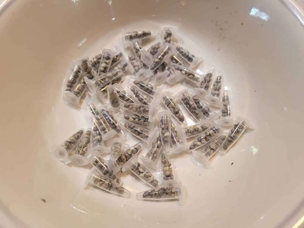 Free  Cannabis Seeds