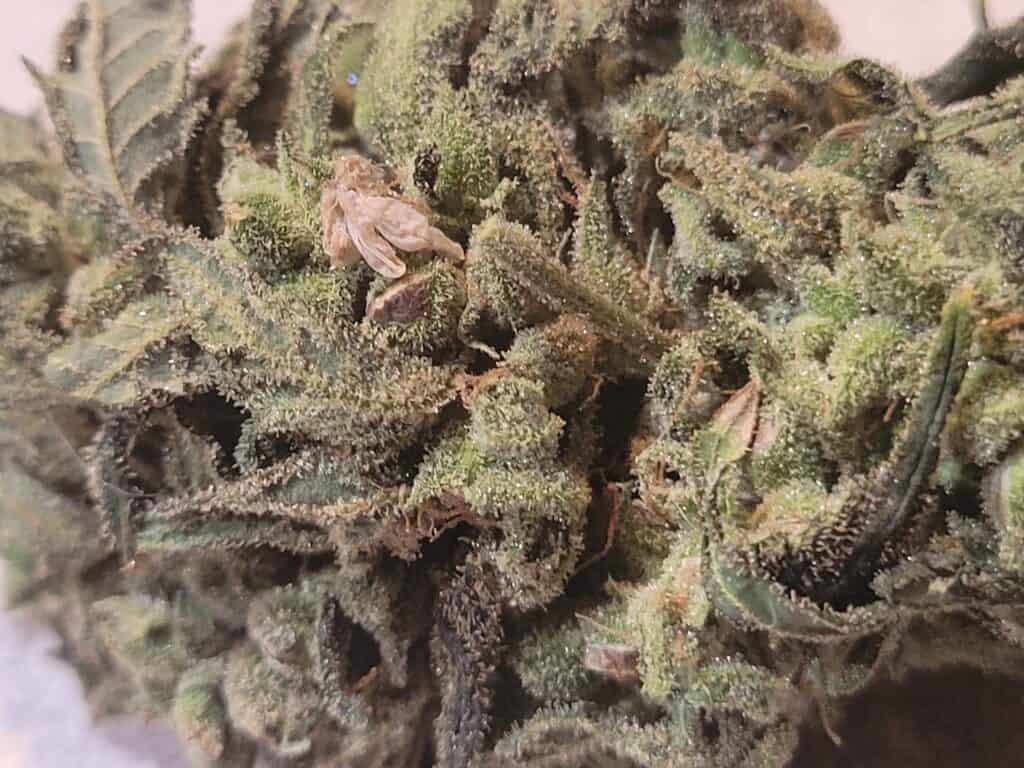 OG Kush X Santa Marta Colombian Gold