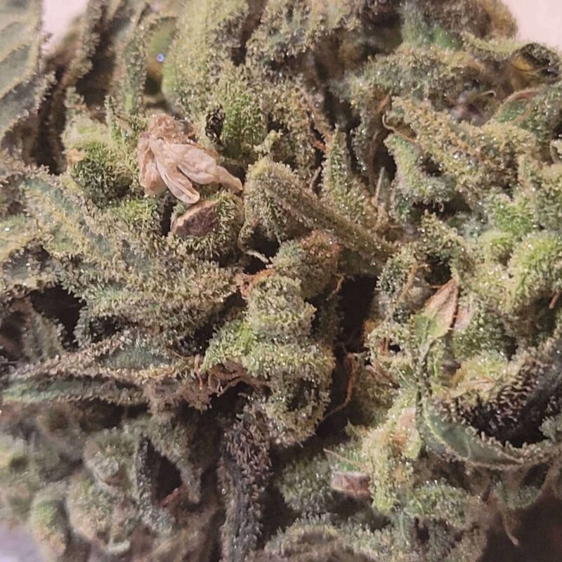 OG Kush X Santa Marta Colombian Gold