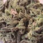 OG Kush X Santa Marta Colombian Gold