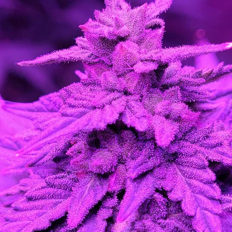 Gorrilla Glue Auto-Flower