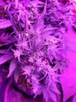 Gorrilla Glue Auto-Flower