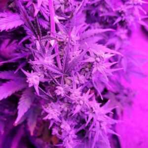 Gorrilla Glue Auto-Flower